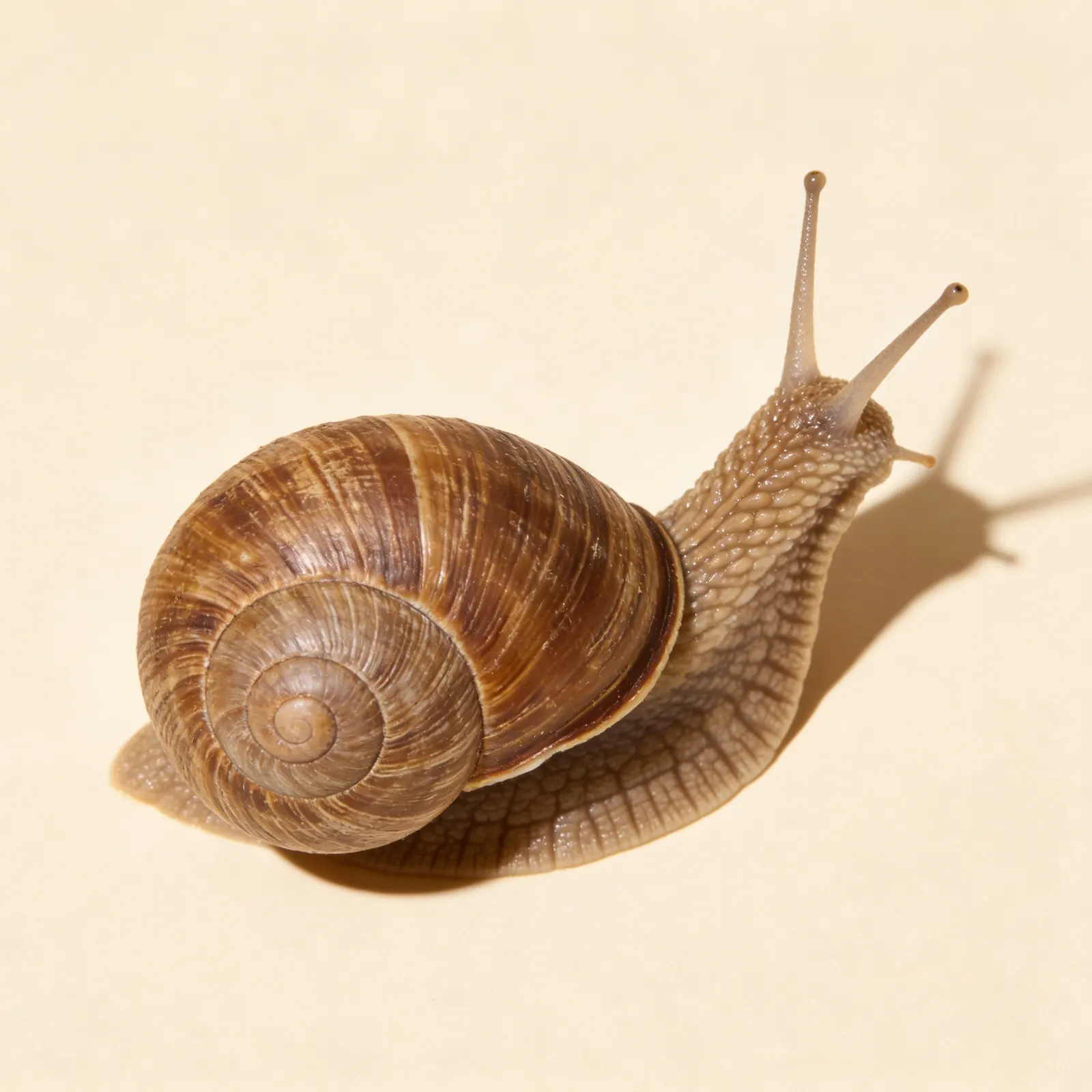 Časti slimáka (mäkkýše): Bočný pohľad