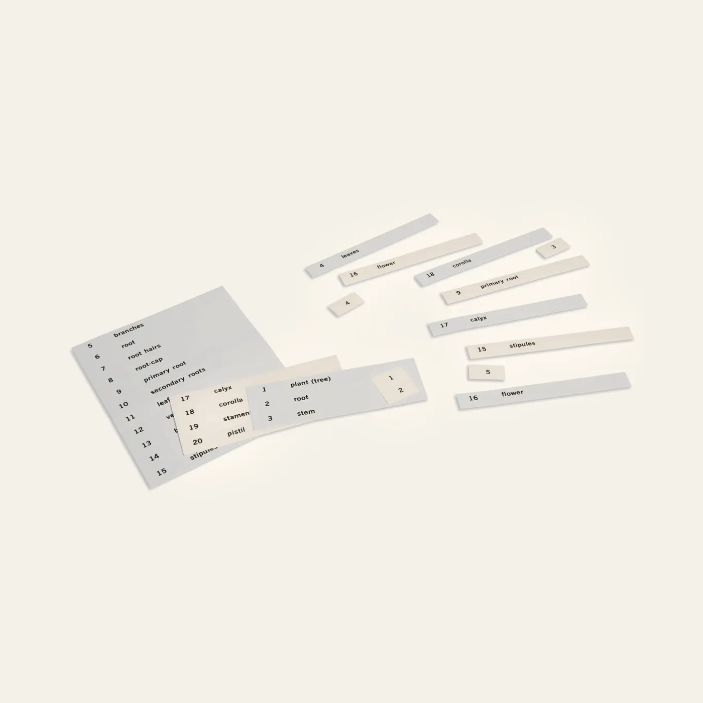 Name Cards: First Set Of Botany Cards: Montessori material | Faborino