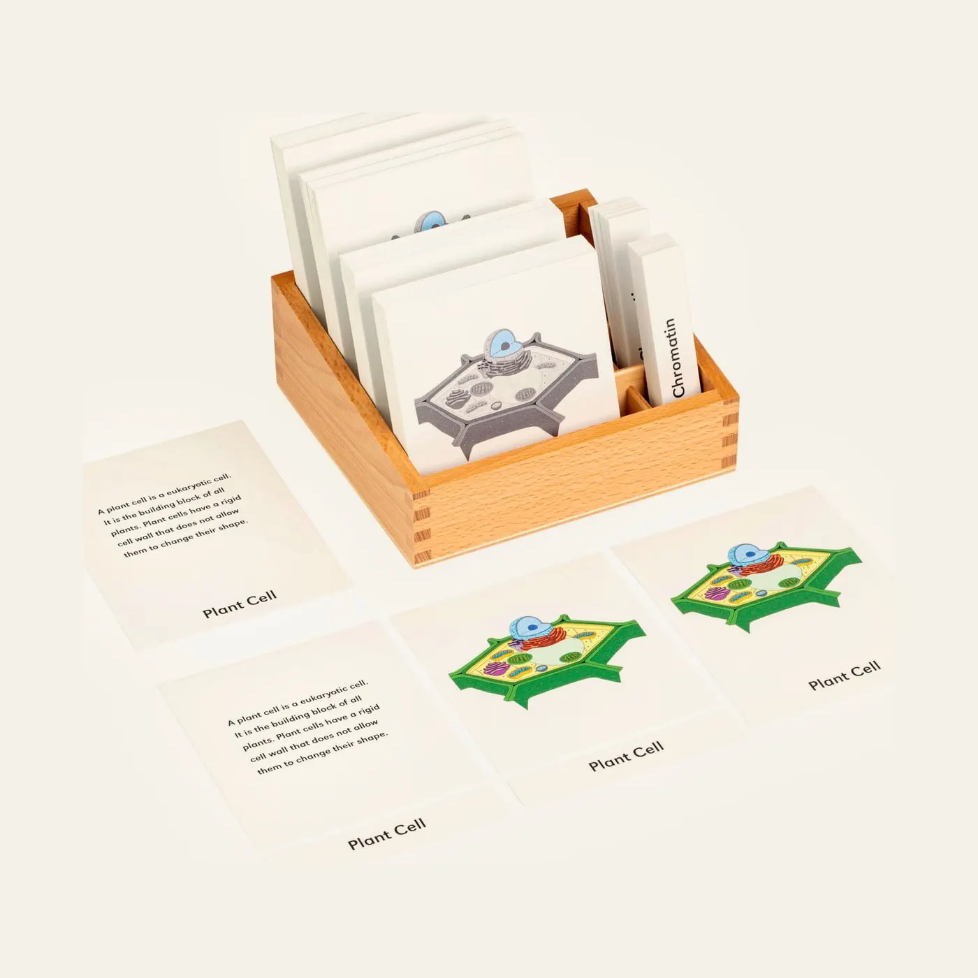 Plant Cell Nomenclature Cards: Montessori material | Faborino