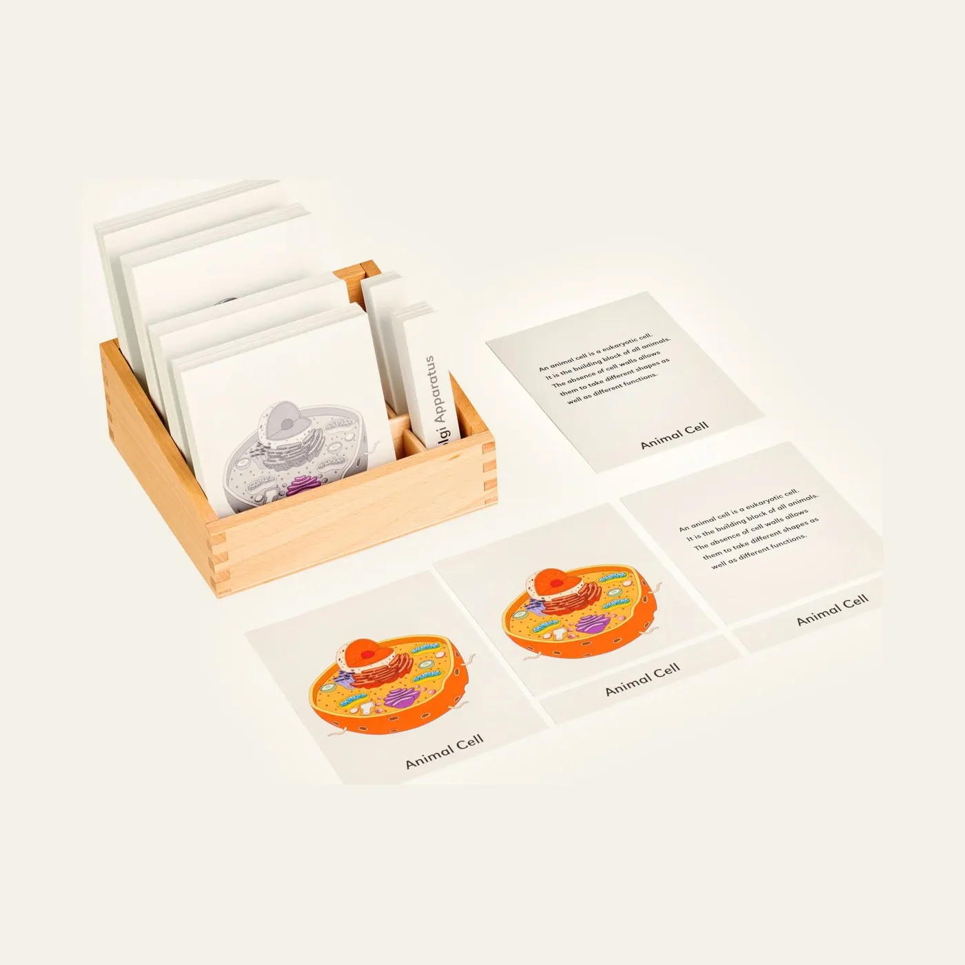 Animal Cell Nomenclature Cards: Montessori material | Faborino