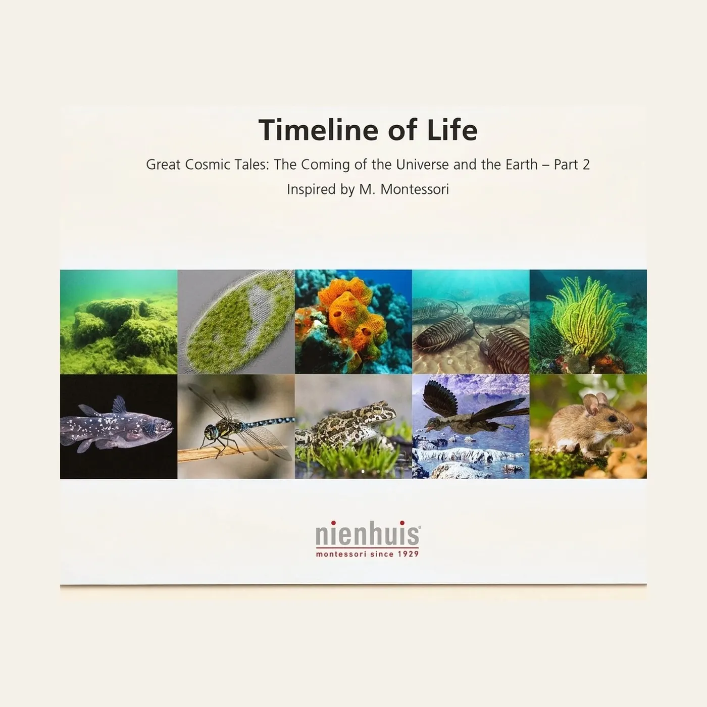 Timeline Of Life: Montessori material | Faborino