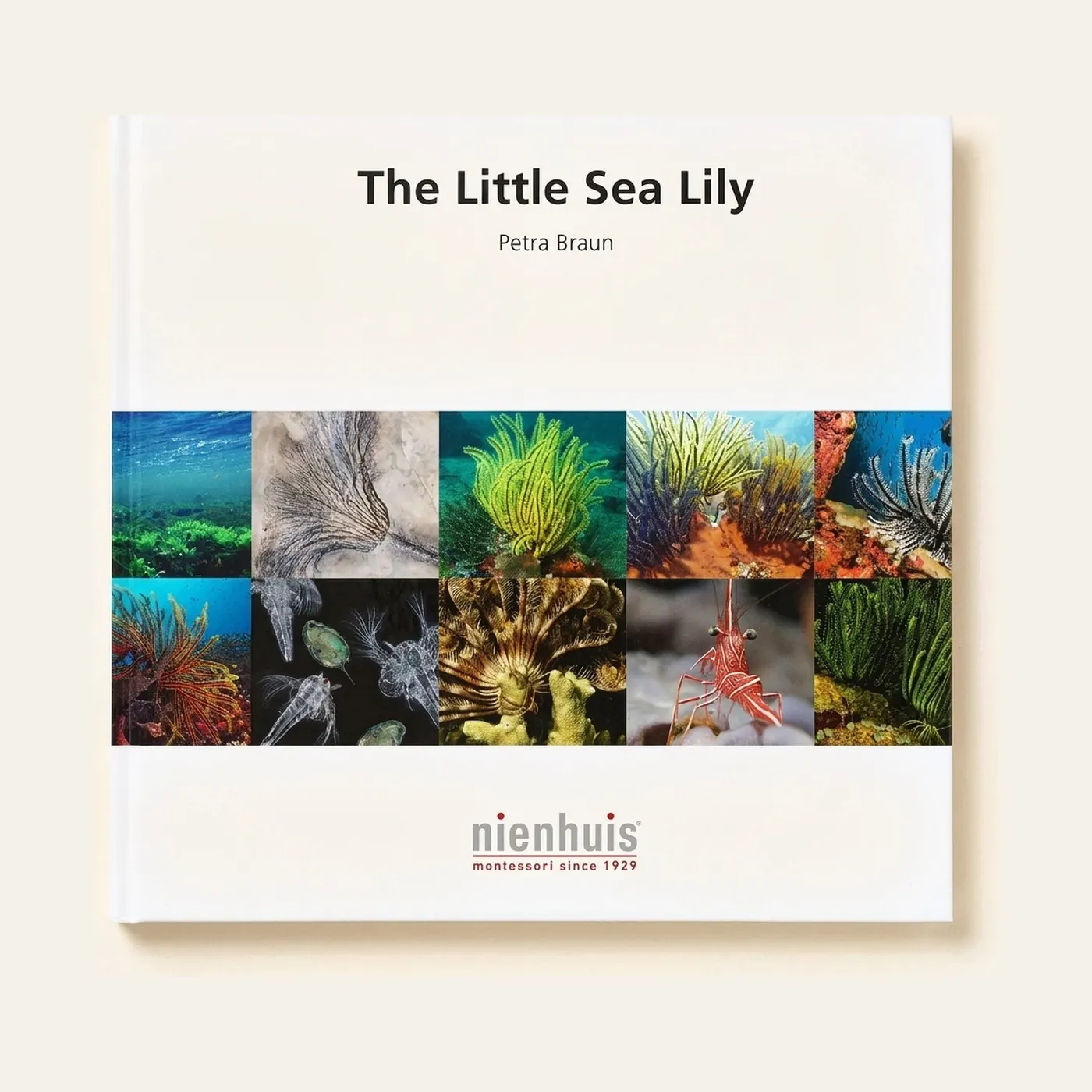 The Little Sea Lily: Montessori material | Faborino