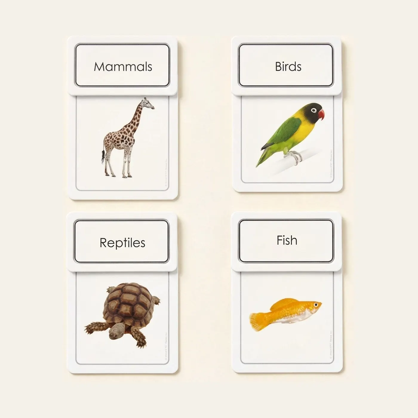 Five Classes Of Vertebrates Sorting Cards: Montessori material | Faborino