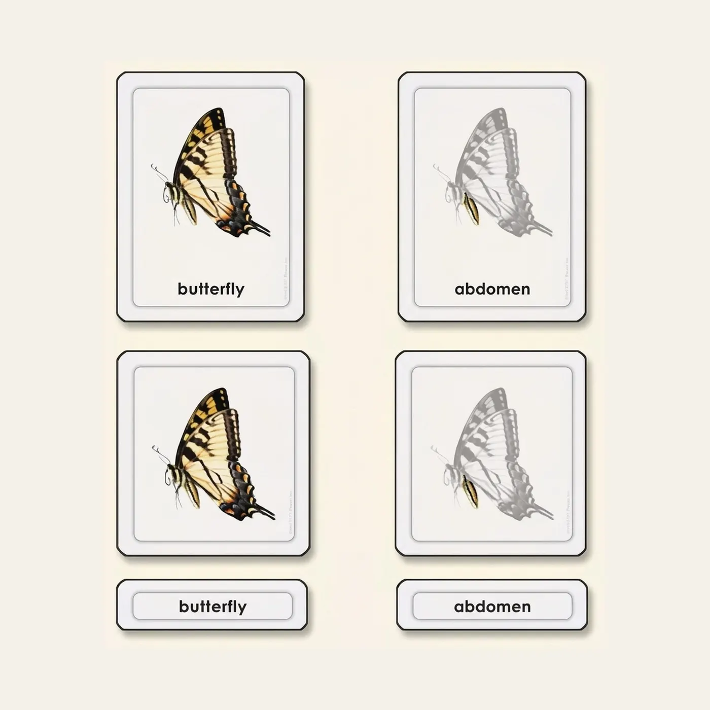 Parts Of A Butterfly (Insects): Montessori material | Faborino