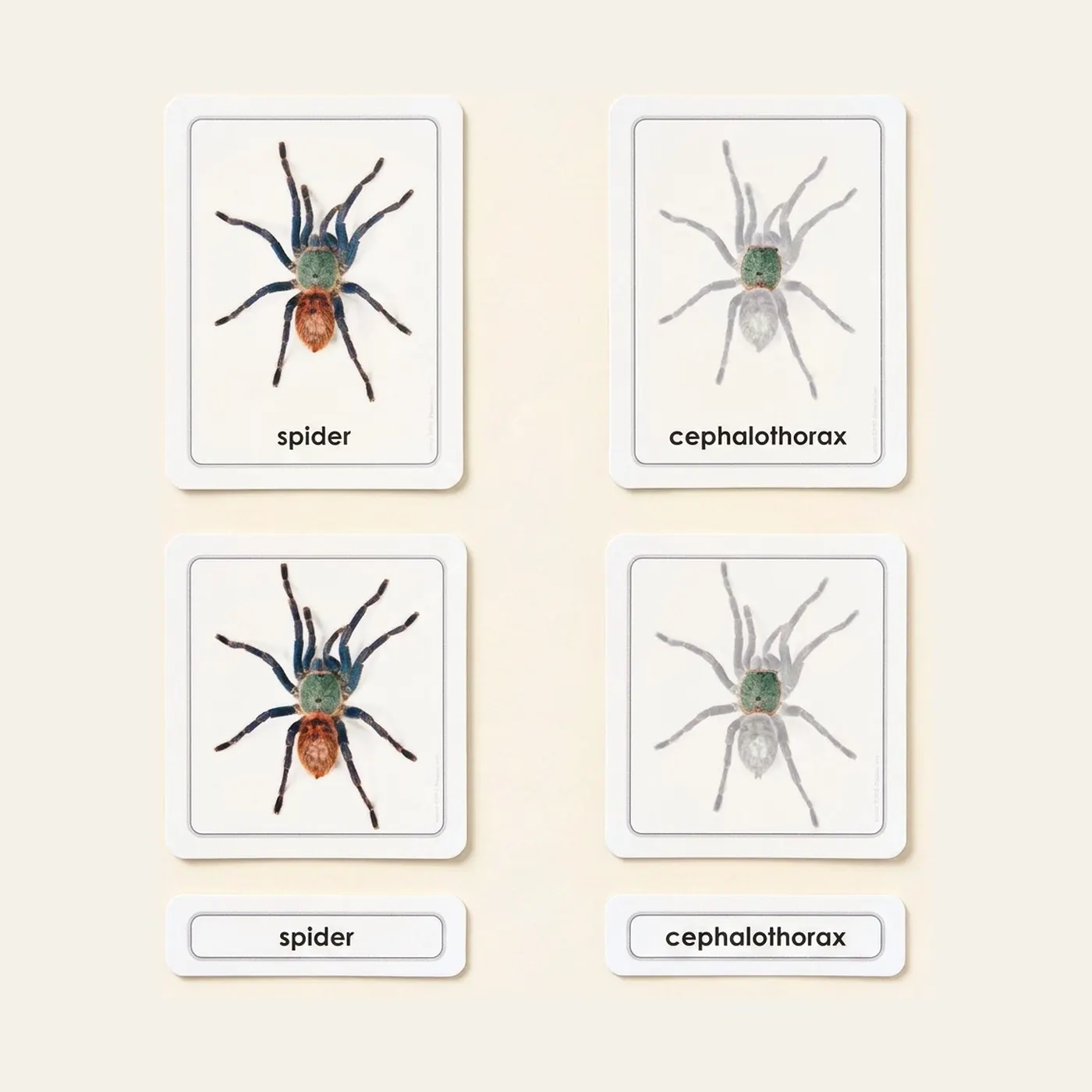 Parts Of A Spider (Arachnid): Montessori material | Faborino