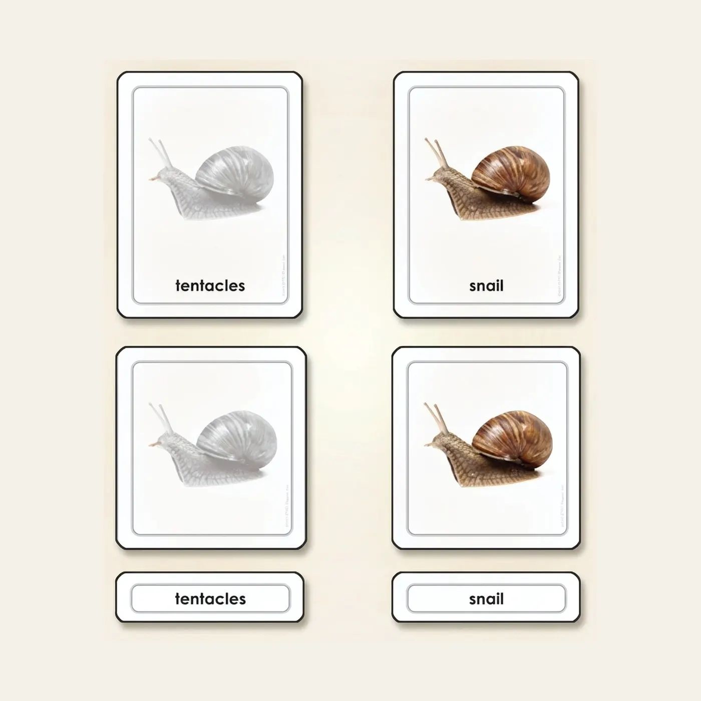 Parts Of A Snail (Mollusk): Montessori material | Faborino