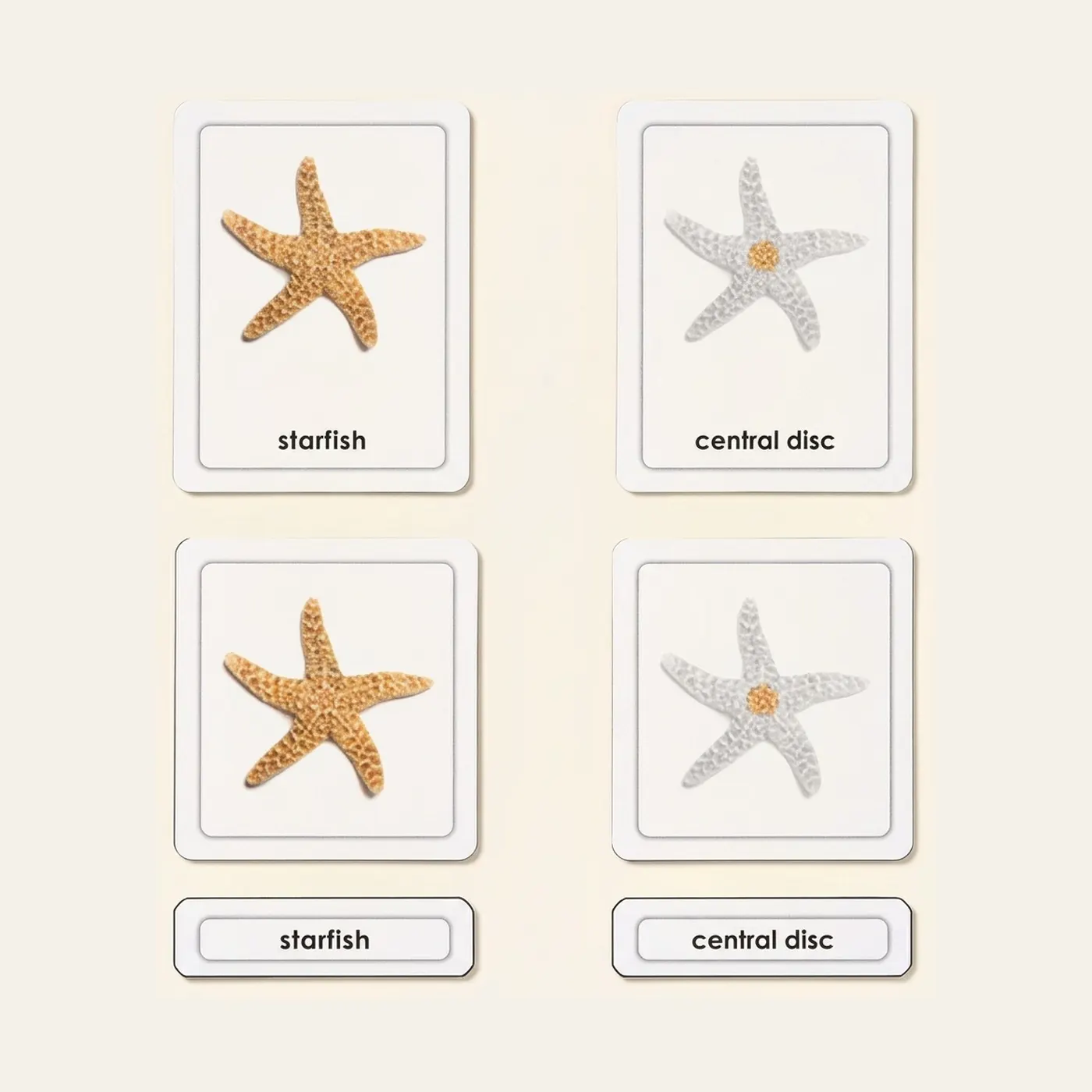 Parts Of A Starfish (Echinoderms): Montessori material | Faborino