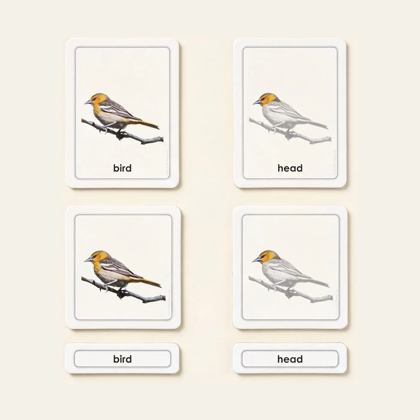 Parts Of A Bird (Aves): Montessori material | Faborino