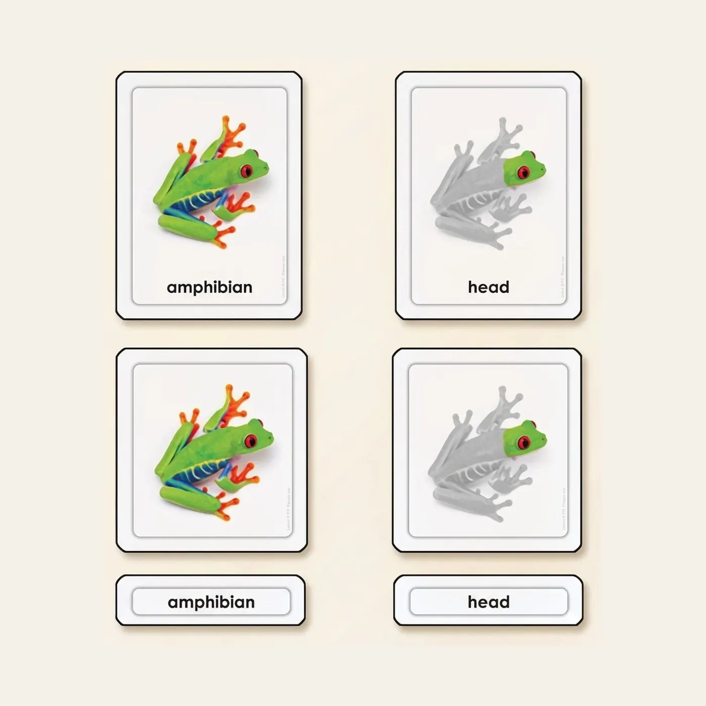 Parts Of A Frog (Amphibians): Montessori material | Faborino