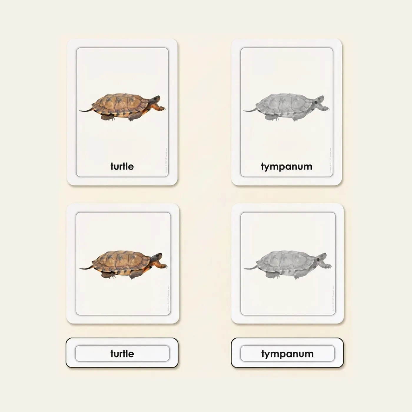 Parts Of A Turtle (Reptile): Montessori material | Faborino