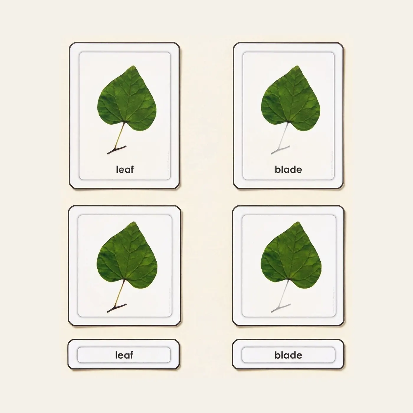 Parts Of A Leaf: Montessori material | Faborino