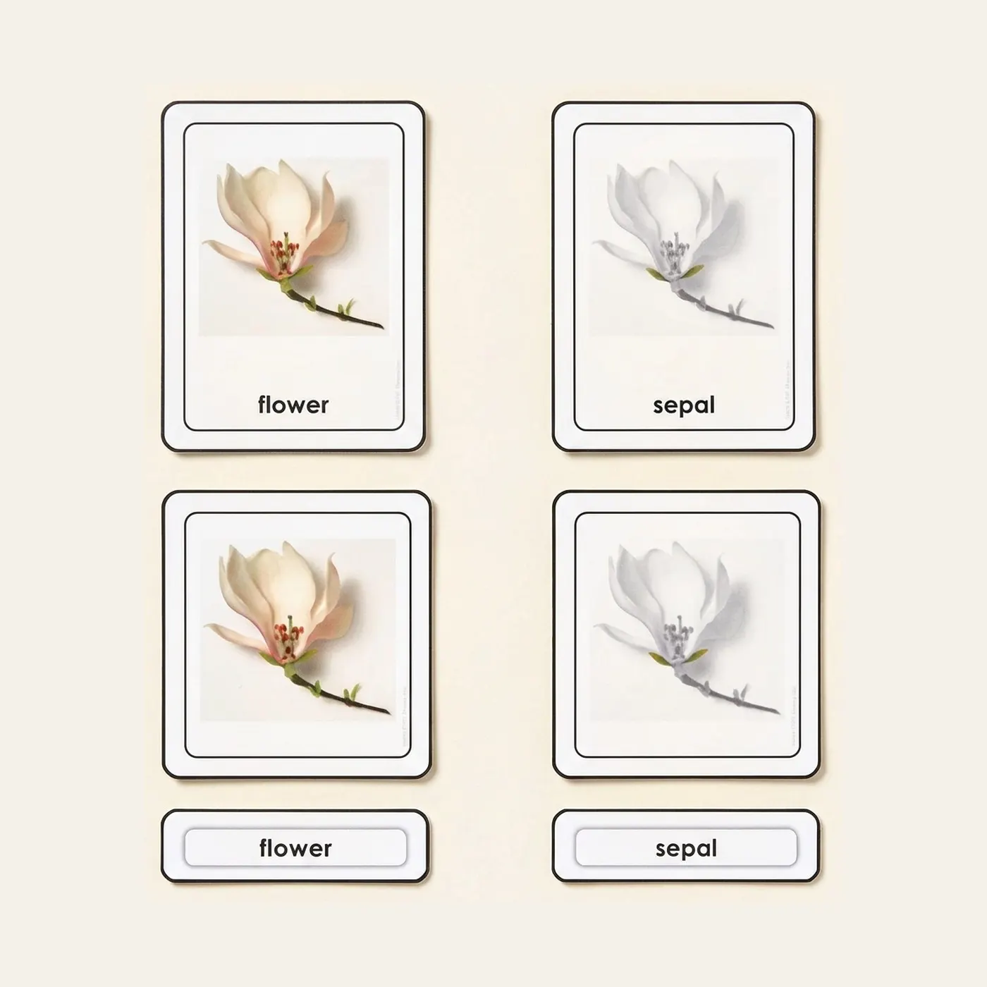 Parts Of A Flower: Montessori material | Faborino