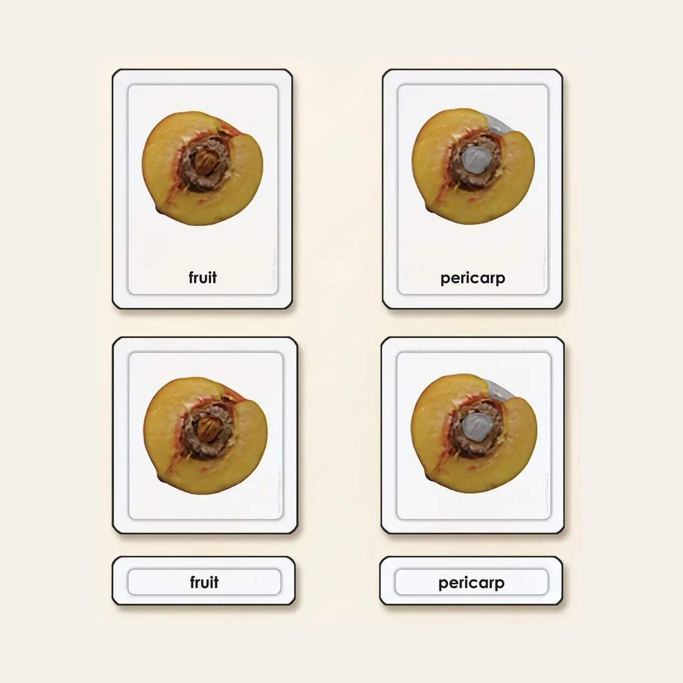 Parts Of A Fruit: Montessori material | Faborino