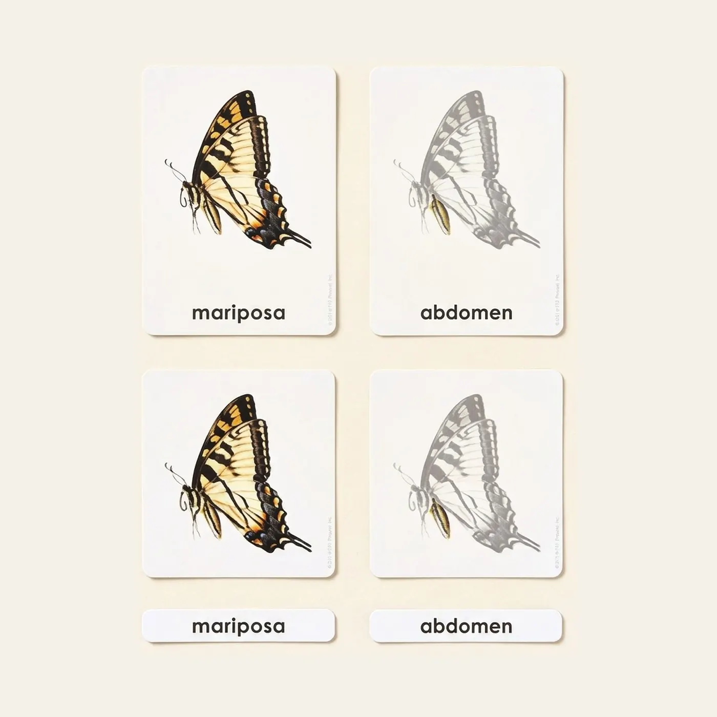 Partes De La Mariposa (Spanish Edition): Montessori material | Faborino