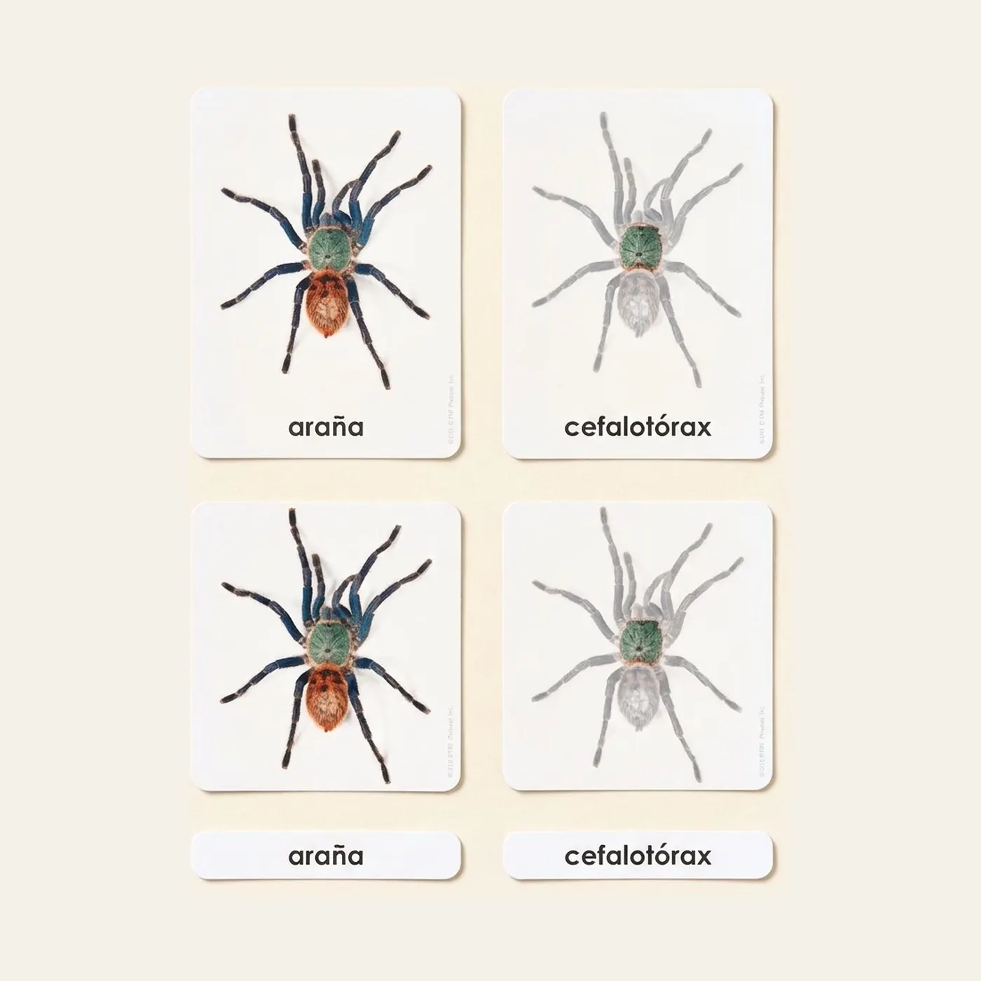 Parts of the Spider: Zoology Cards (Spanish Edition): Montessori material | Faborino