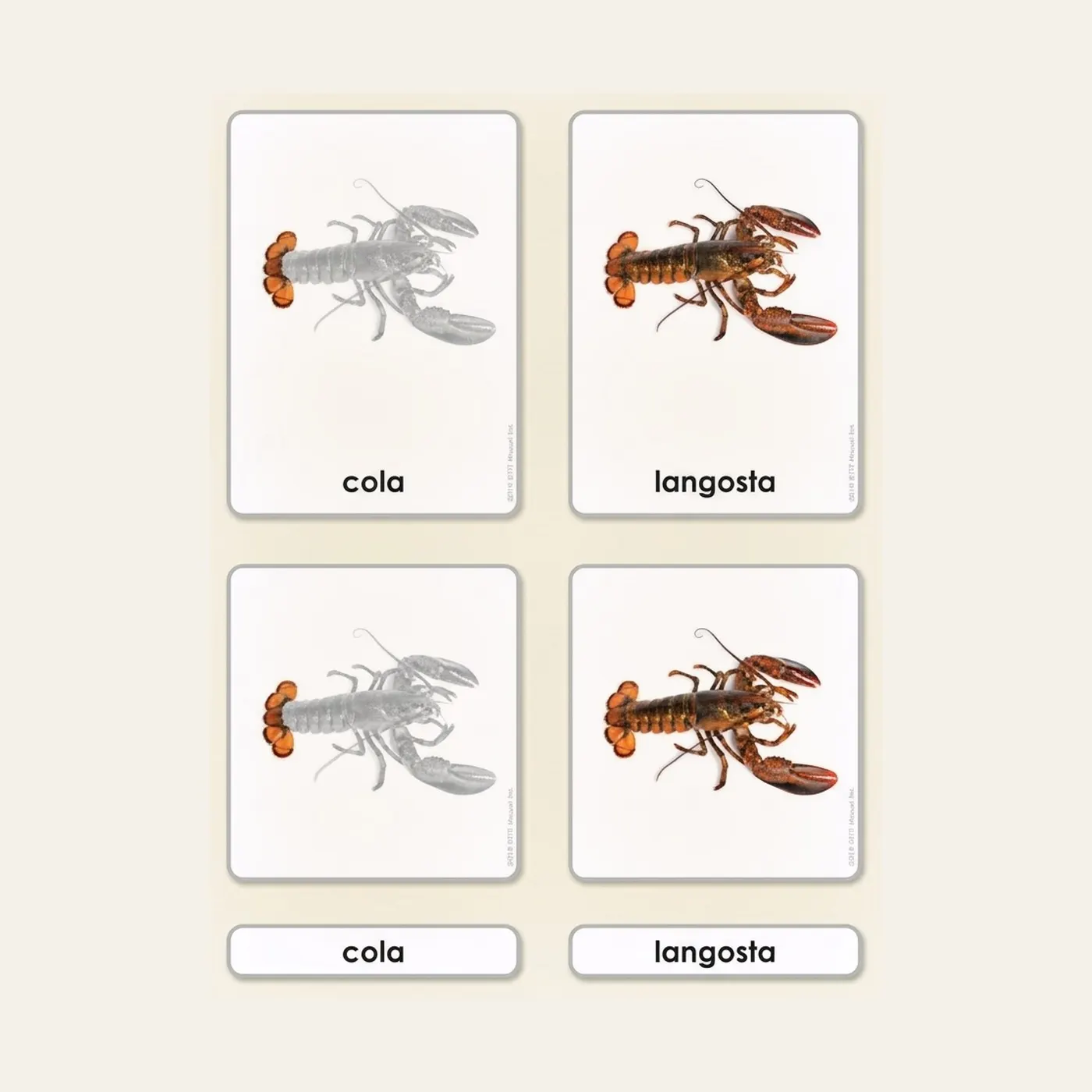Parts of the Crustacean: Zoology Cards (Spanish Edition): Montessori material | Faborino