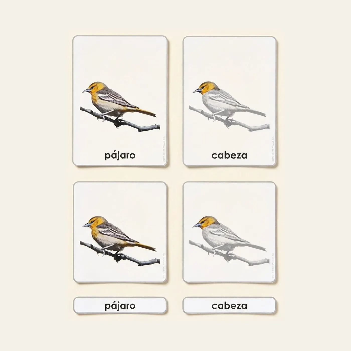 Parts of the Bird: Zoology Cards (Spanish Edition): Montessori material | Faborino