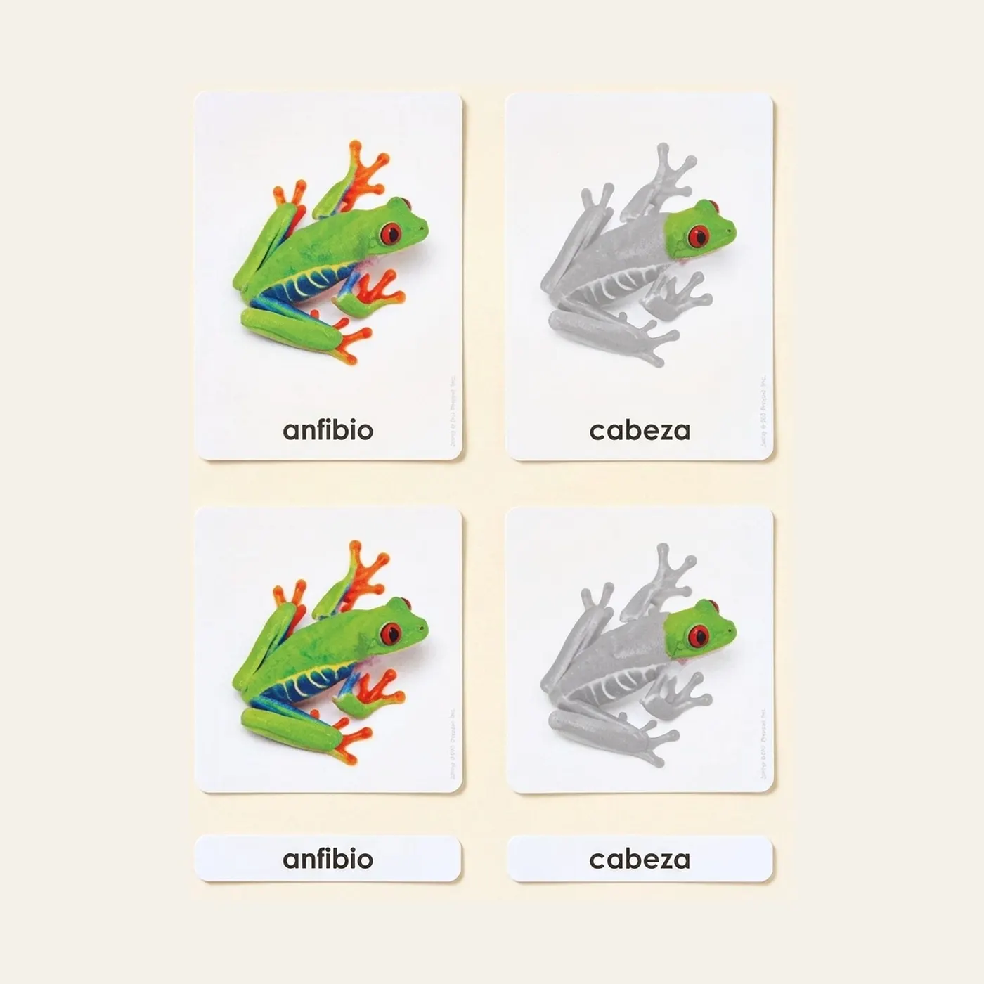 Partes Del Anfibio (Spanish Edition): Montessori material | Faborino