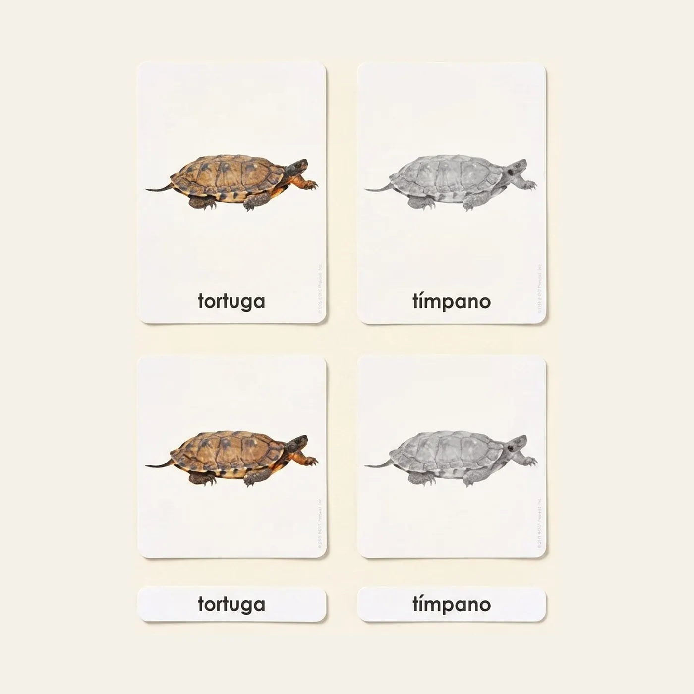 Partes De La Tortuga (Spanish Edition): Montessori material | Faborino