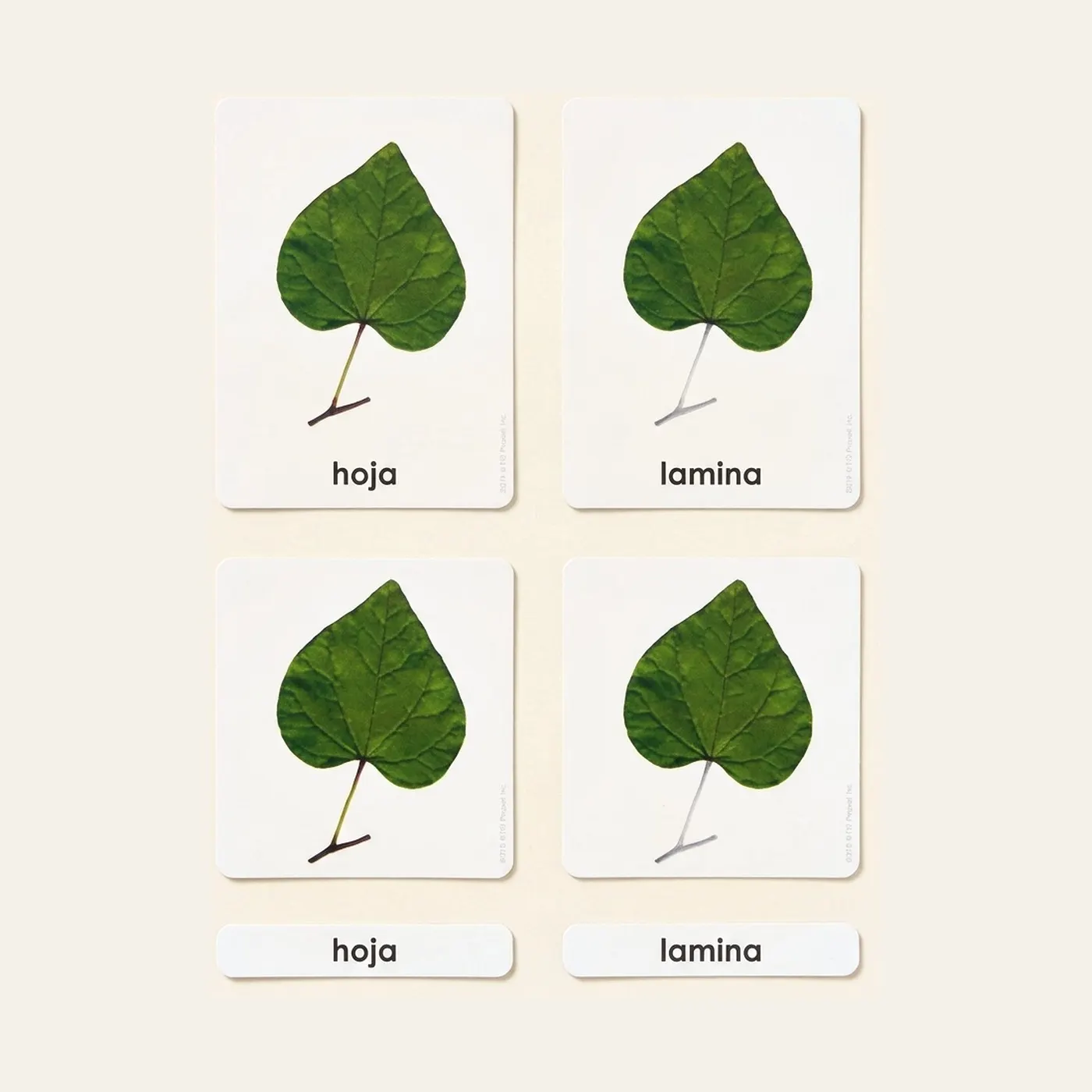 Partes De La Hoja (Spanish Edition): Montessori material | Faborino