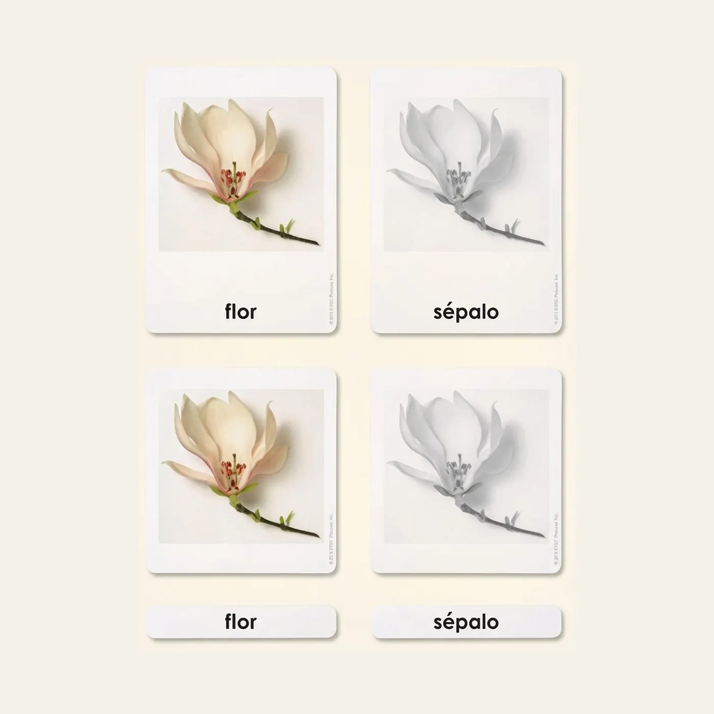 Parts of the Flower: Botany Cards (Spanish Edition): Montessori material | Faborino
