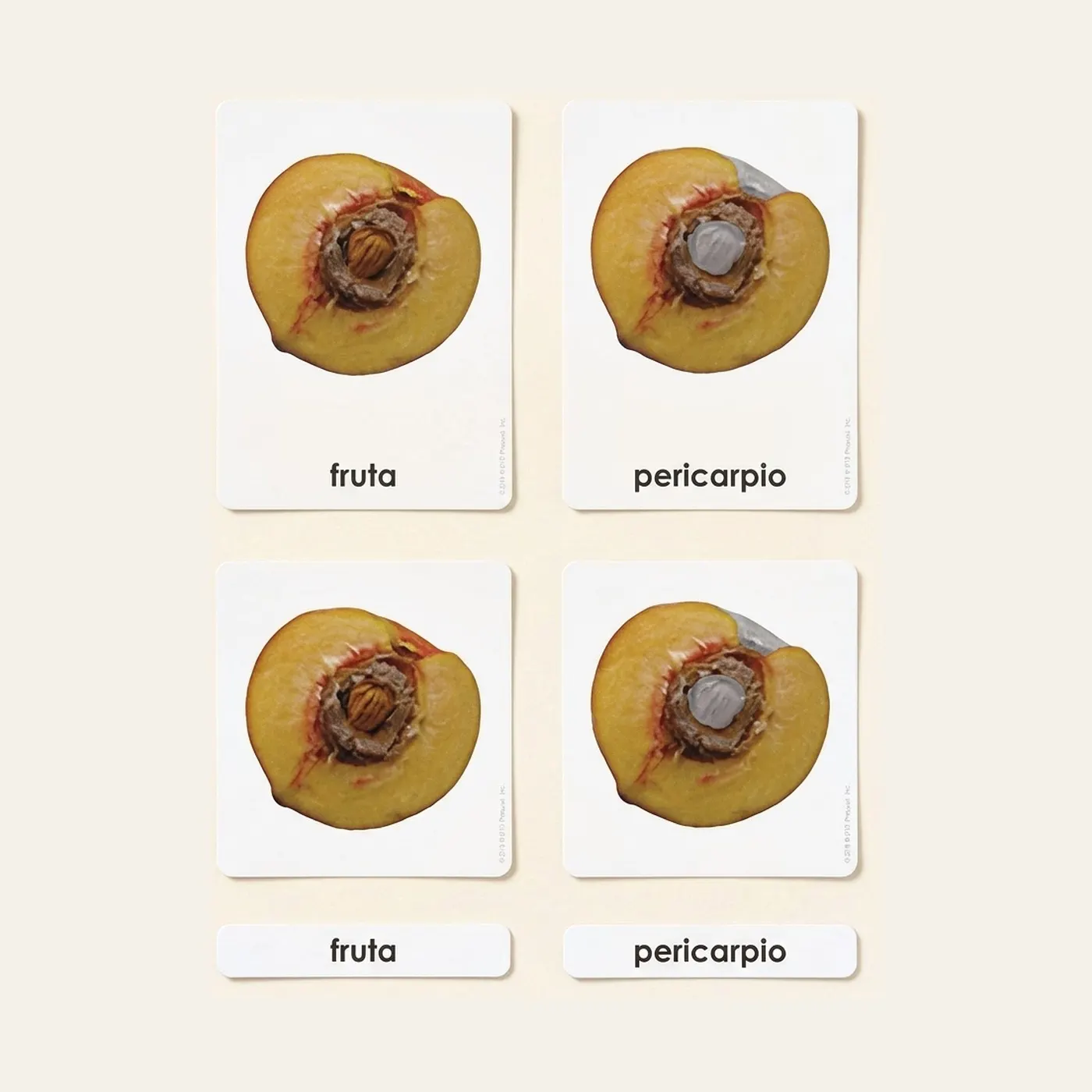 Partes De La Fruta (Spanish Edition): Montessori material | Faborino