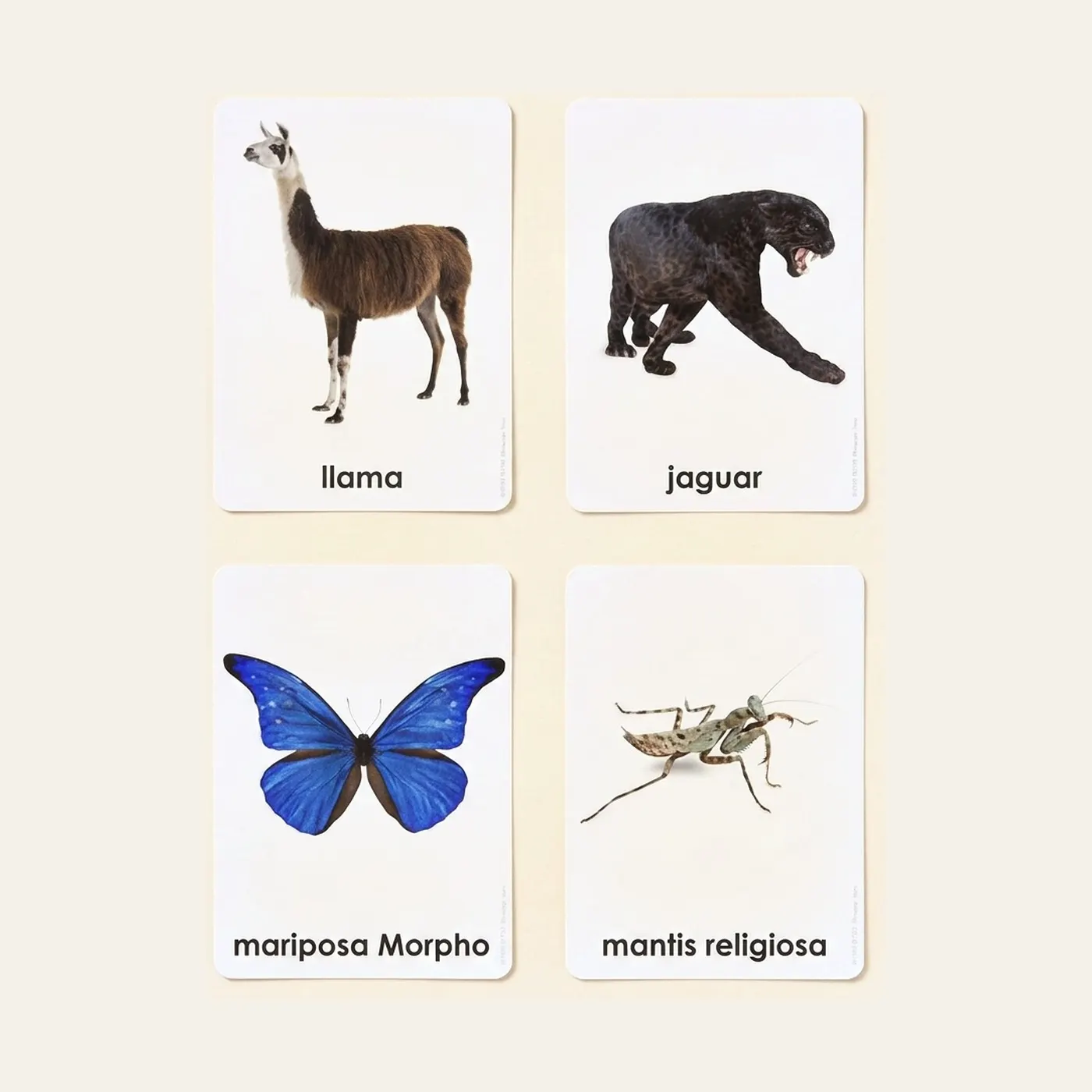 Animales De Los Siete Continentes (Spanish Edition): Montessori material | Faborino