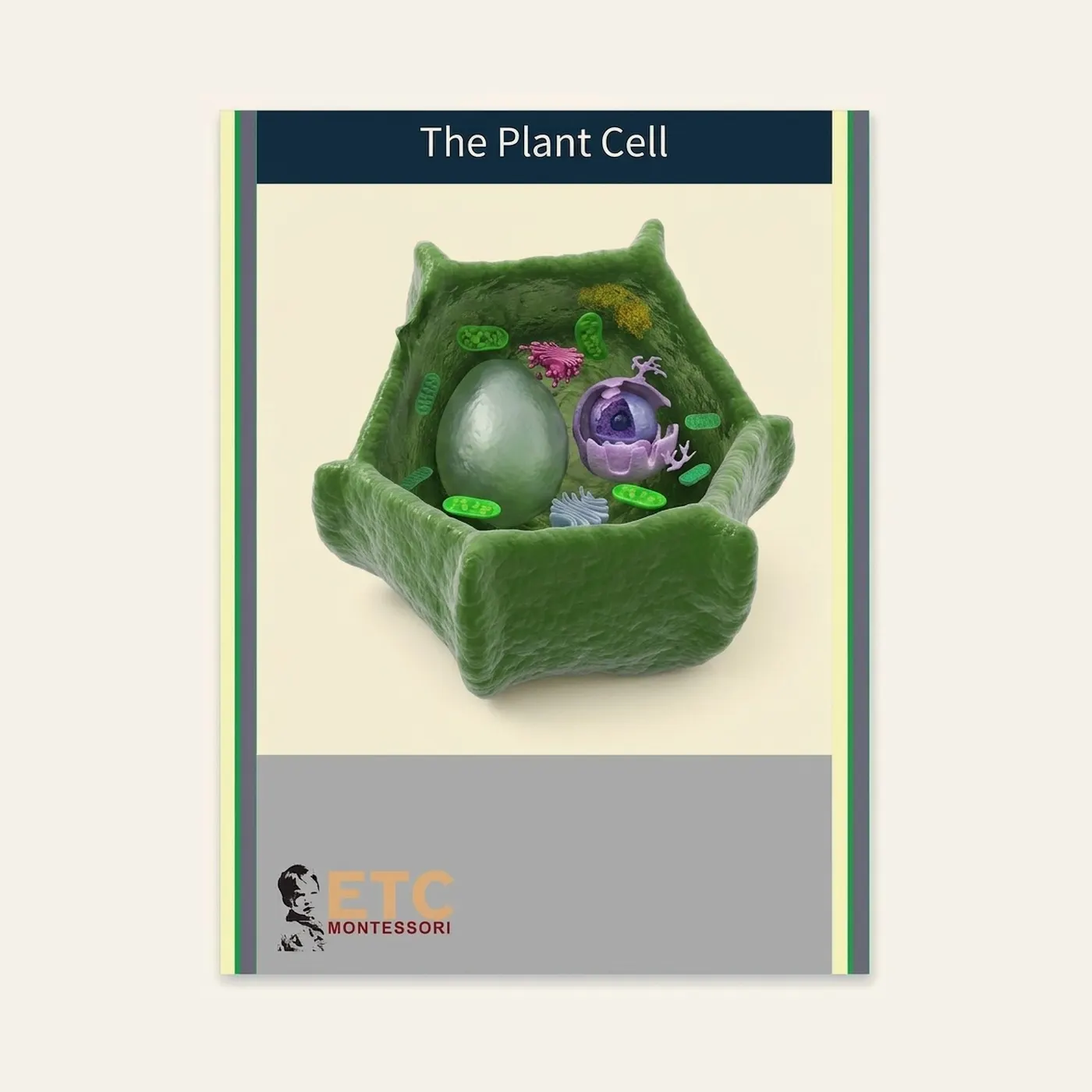Plant Cell: Parts in 3D Illustrations: Montessori material | Faborino