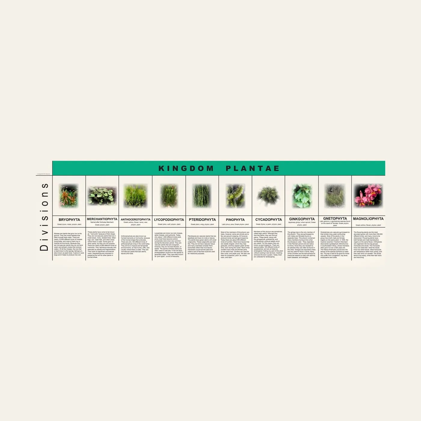 Plant Kingdom Charts: Montessori material | Faborino