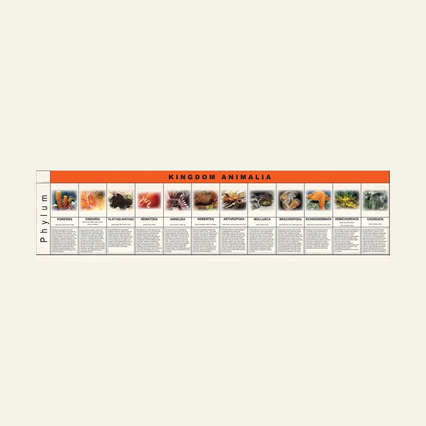 Animalia Kingdom Charts: Montessori material | Faborino