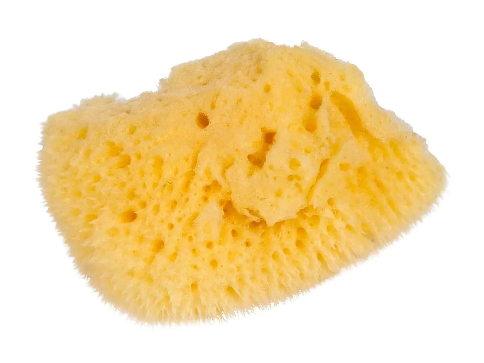 Malá přírodní mořská houba: fotka výrobce