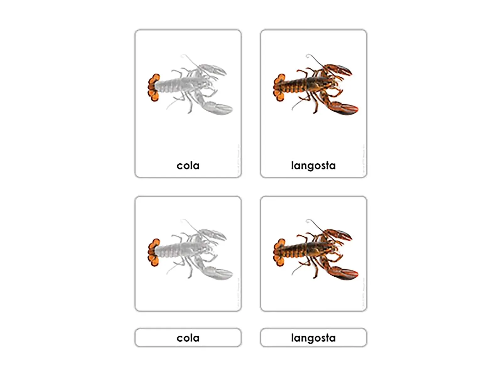 Části korýše: zoologické karty (španělsky): fotka výrobce