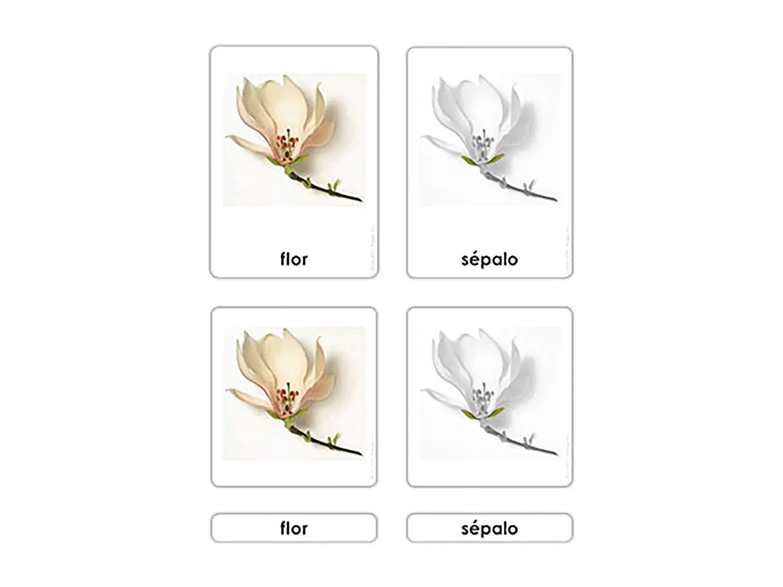 Části květiny: botanické karty (španělsky): fotka výrobce
