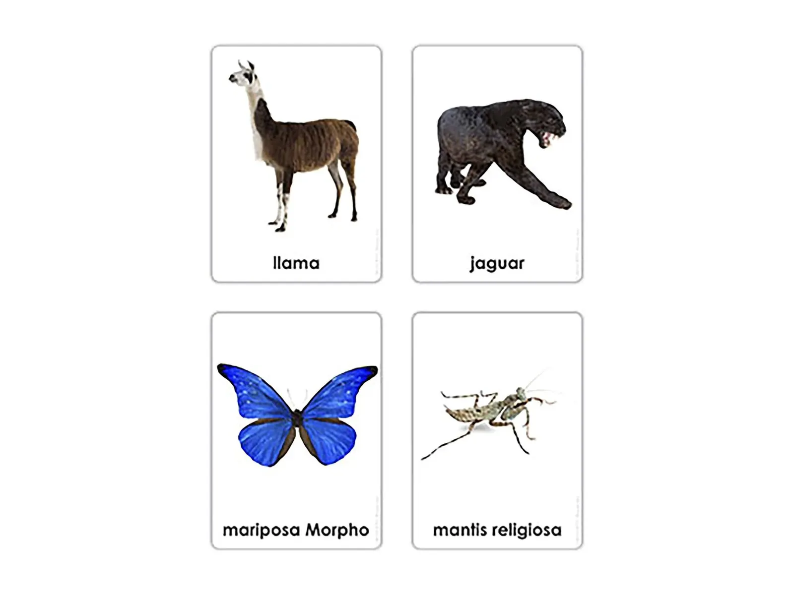 Zvířata sedmi kontinentů (španělština): fotka výrobce