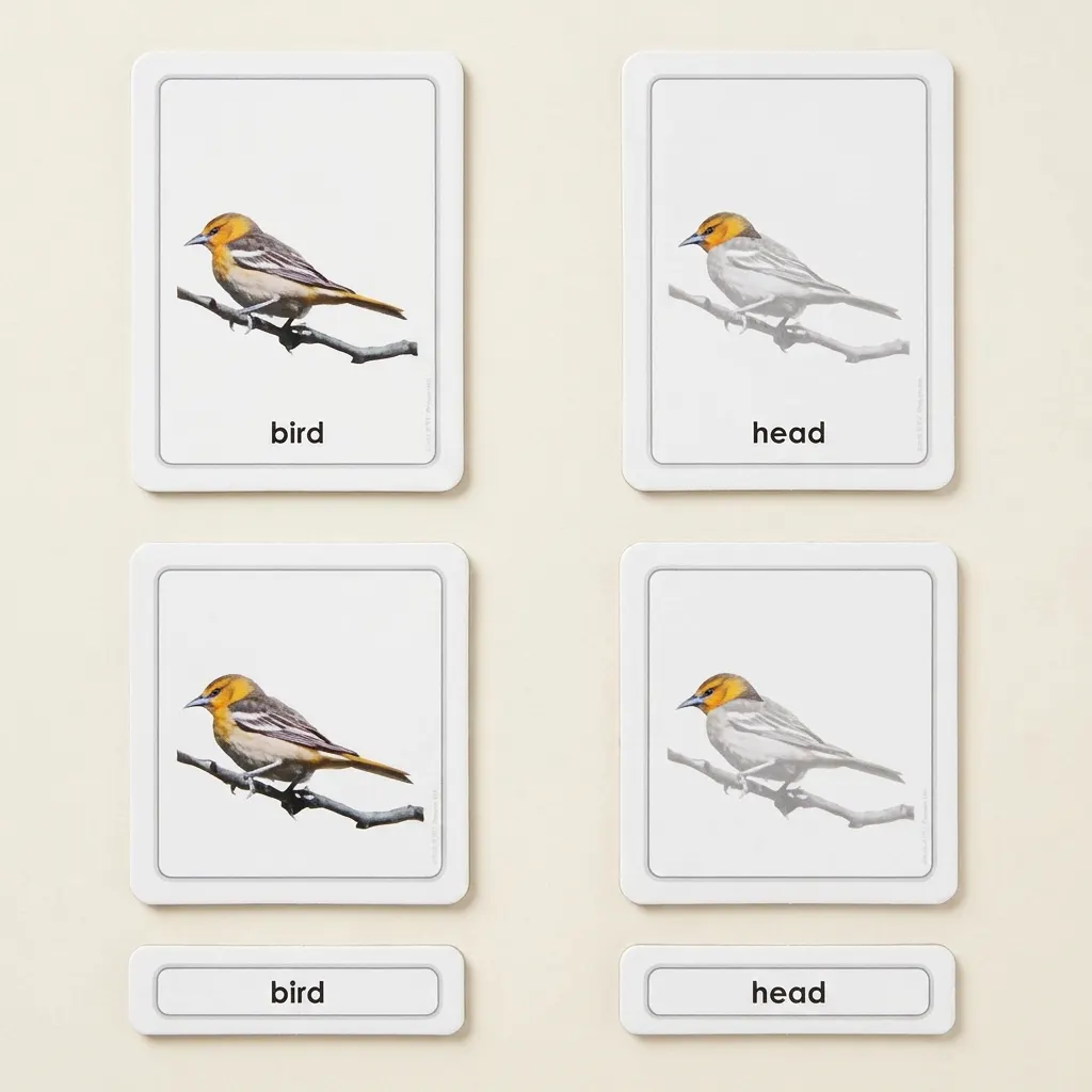 Časti vtáka (vtáky) - Montessori Material | Faborino