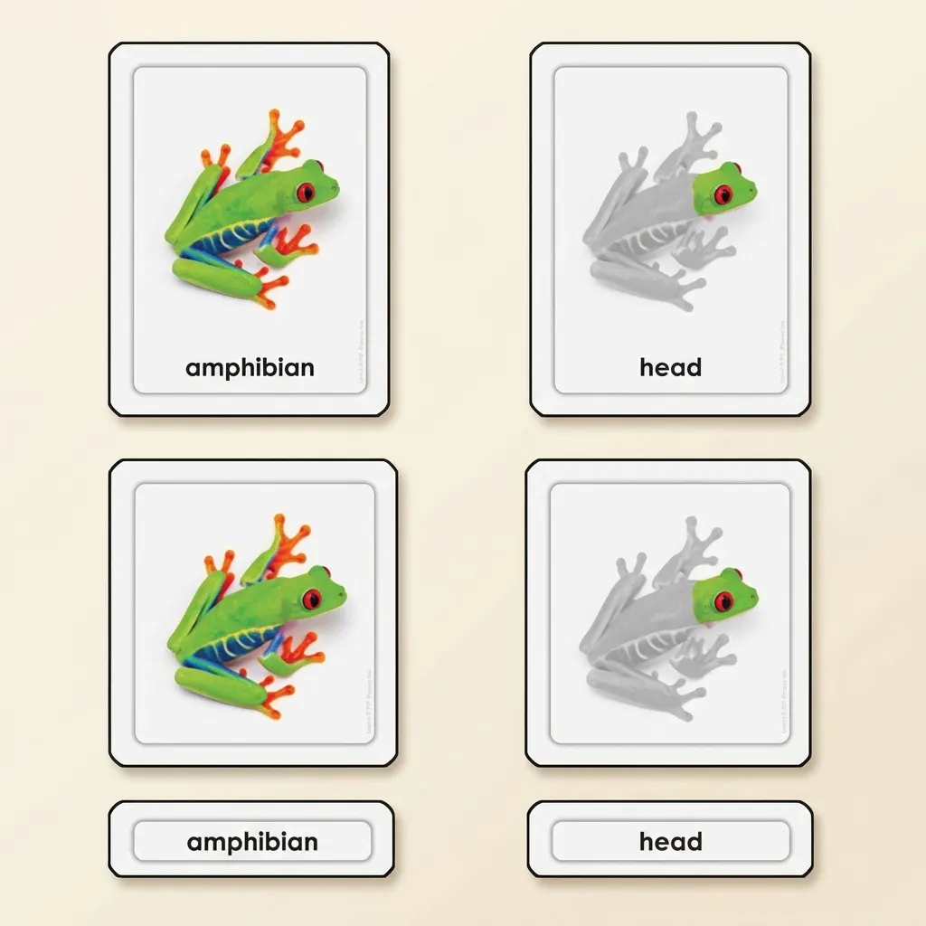 Časti žaby (obojživelníky) - Montessori Material | Faborino