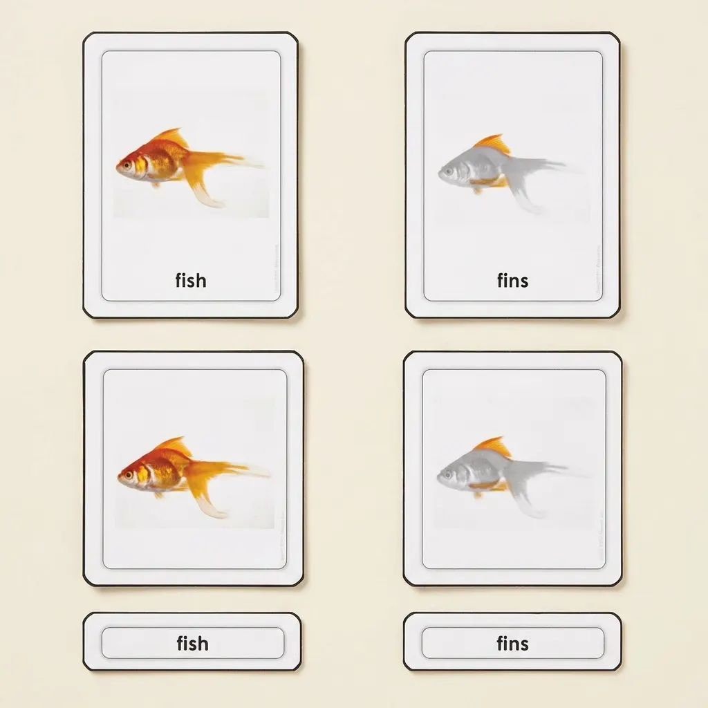 Časti ryby (kostnaté ryby) - Montessori Material | Faborino