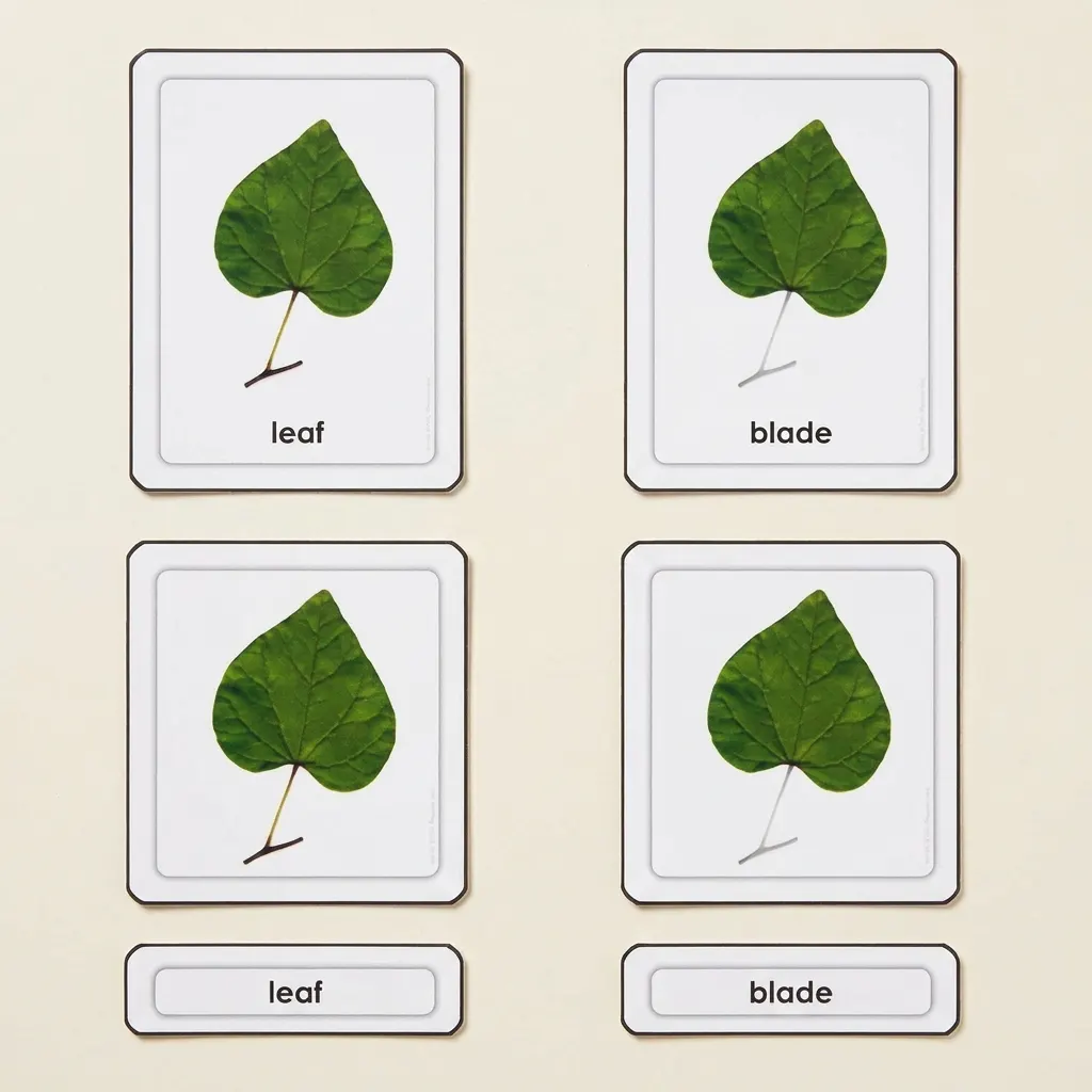Časti listu - Montessori Material | Faborino