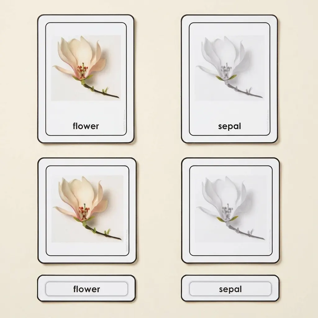 Časti kvetu - Montessori Material | Faborino