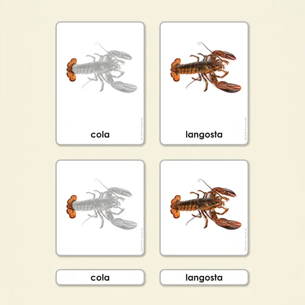 Časti kôrovca: zoologické karty (španielsky) - Montessori Material | Faborino