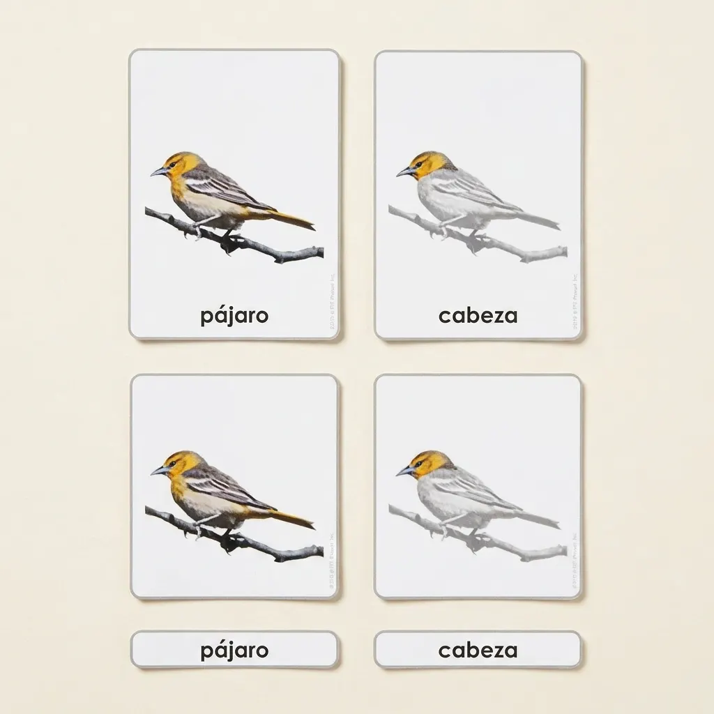 Časti vtáka: zoologické karty (španielsky) - Montessori Material | Faborino