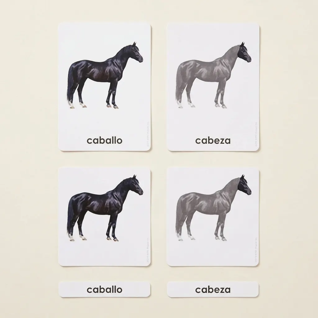 Časti koňa (španielsky) - Montessori Material | Faborino