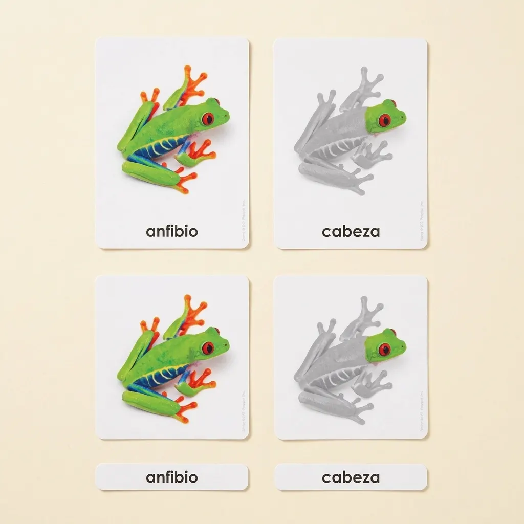 Časti obojživelníka (španielsky) - Montessori Material | Faborino