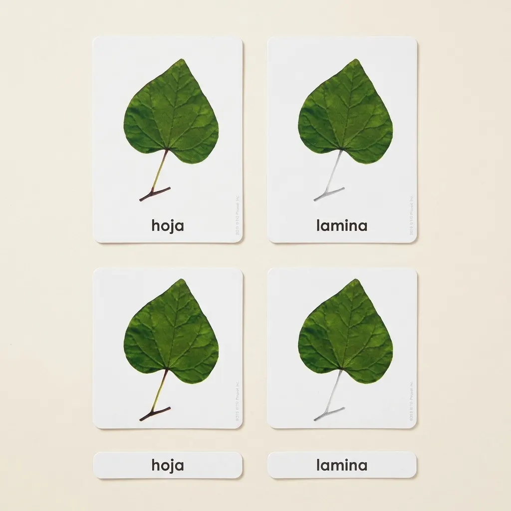 Časti listu (španielsky) - Montessori Material | Faborino