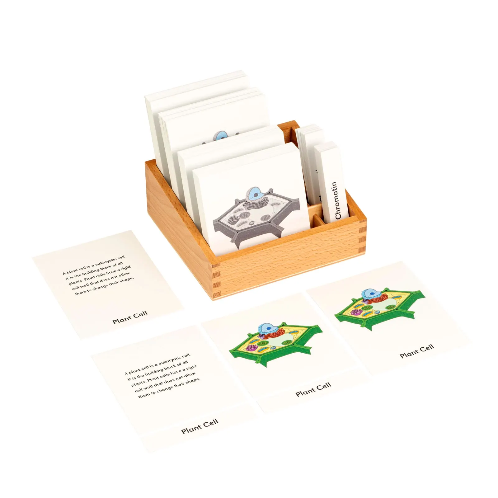 Nomenklatúrne karty rastlinnej bunky - Montessori Material | Faborino