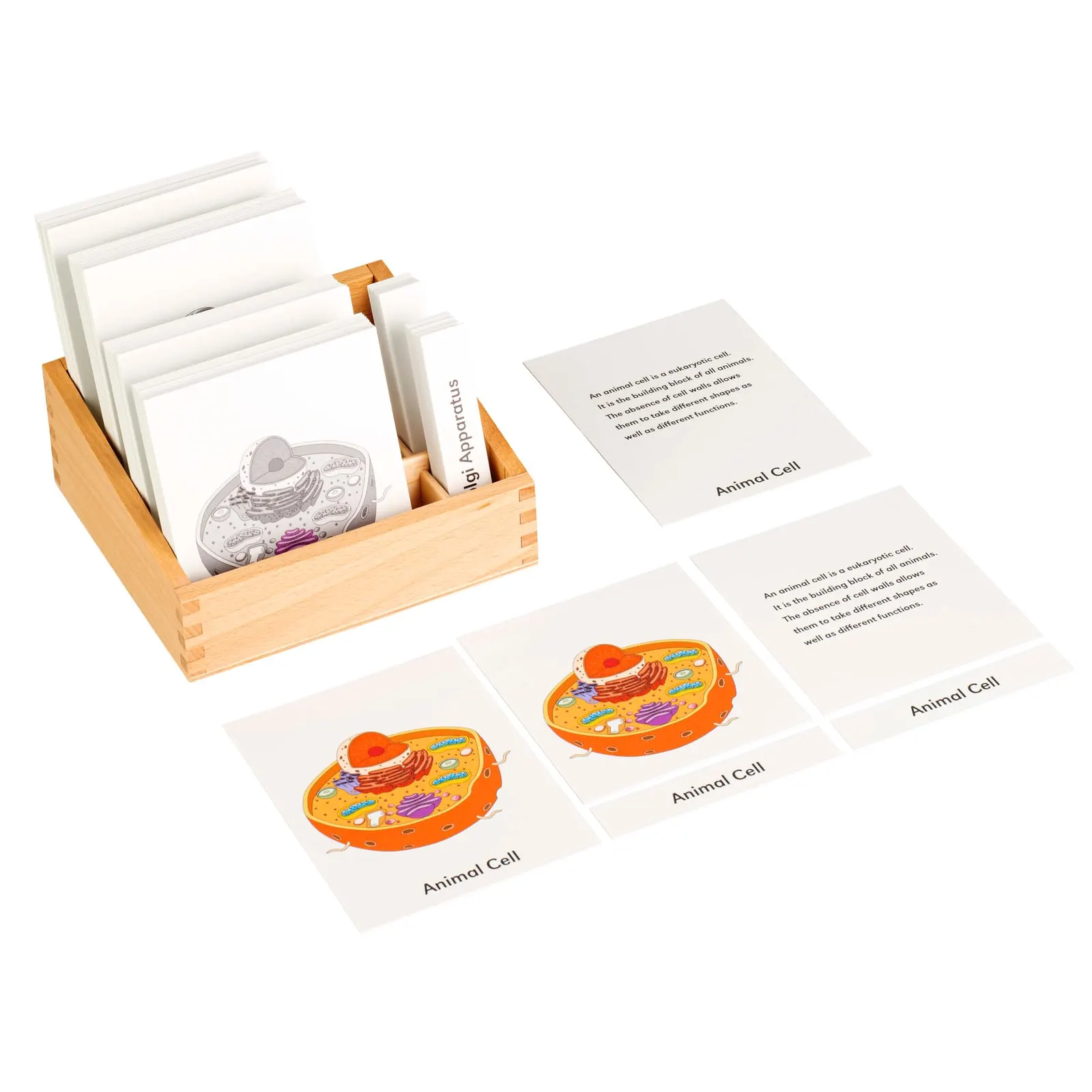 Nomenklatúrne karty: živočíšna bunka - Montessori Material | Faborino