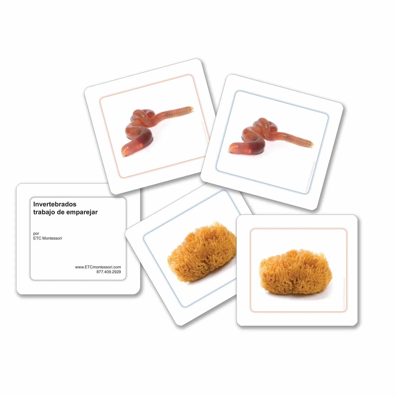 Priraďovacie pracovné karty bezstavovcov (španielske vydanie) - Montessori Material | Faborino