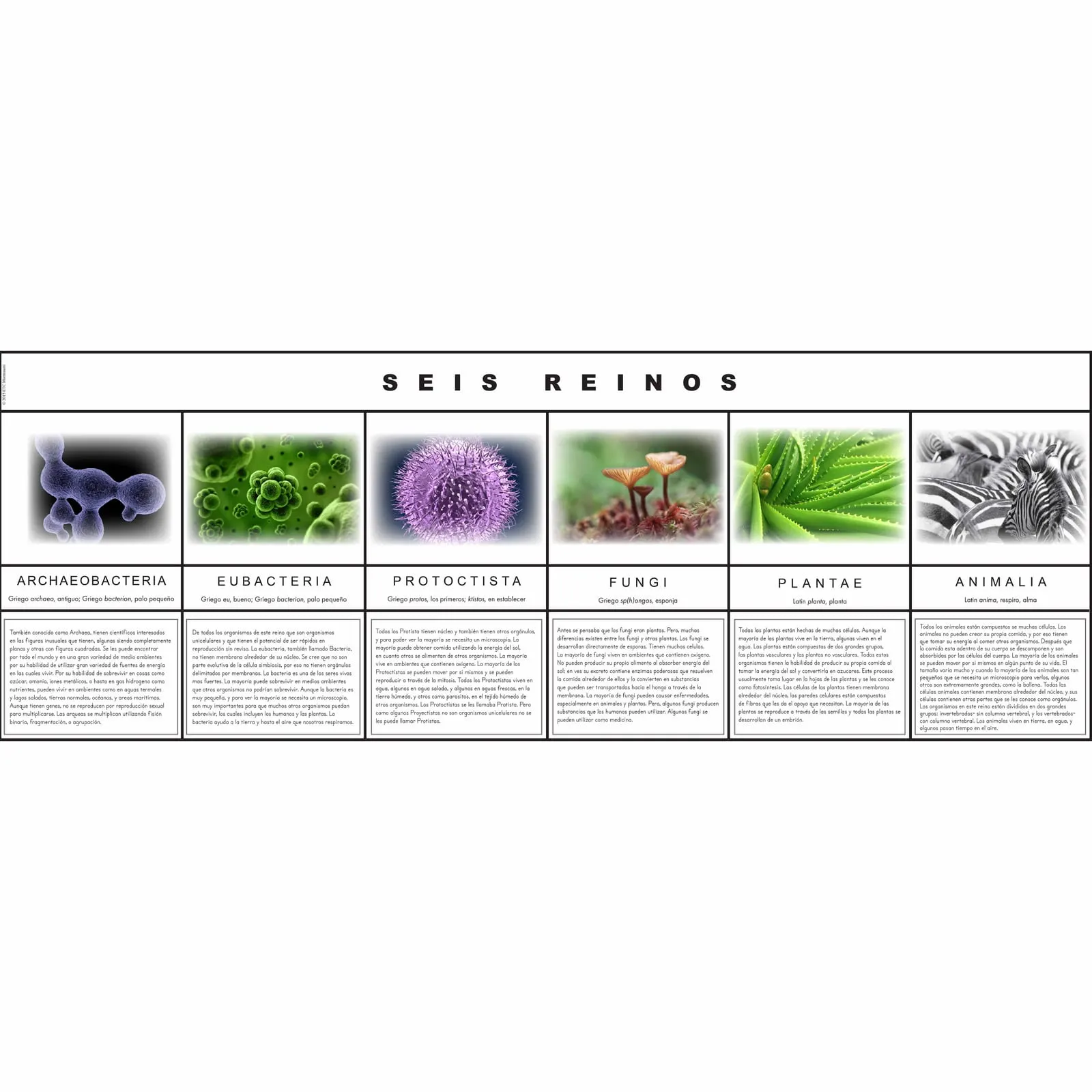 Tabulka šesti říší - Montessori Material | Faborino